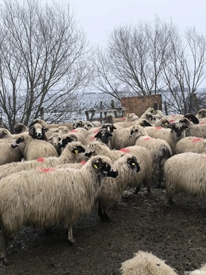 Vând oi bune & gestante - imagine 3