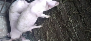 Vând grăsuți 45  50kg rasă landras  - imagine 2