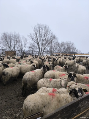 Vând oi bune & gestante - imagine 5