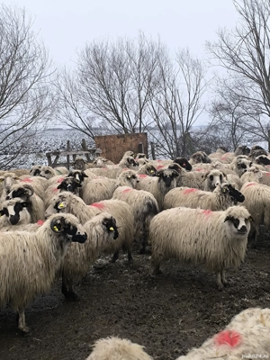 Vând oi bune & gestante - imagine 4