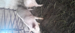 Vând grăsuți 45  50kg rasă landras  - imagine 3