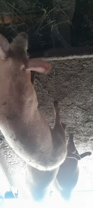 Vând grăsuți 45  50kg rasă landras  - imagine 4