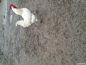 Vând gaini și cocoși de tara - imagine 3