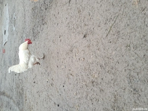 Vând gaini și cocoși de tara - imagine 2