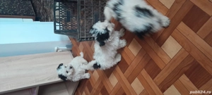 vand pufosii - imagine 3