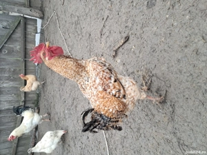 Vând gaini și cocoși de tara - imagine 5