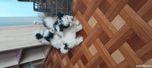 vand pufosii - imagine 2