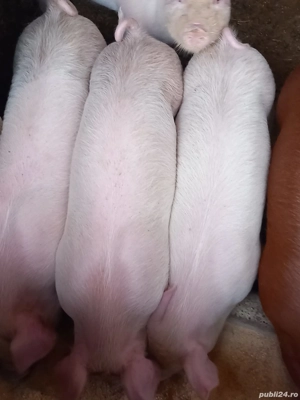 vand purcei  - imagine 4