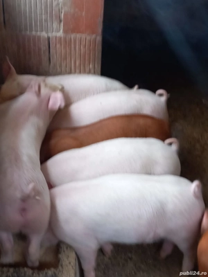 vand purcei  - imagine 5