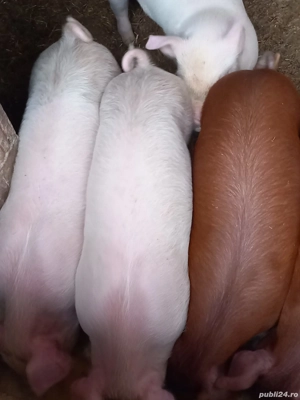 vand purcei  - imagine 3