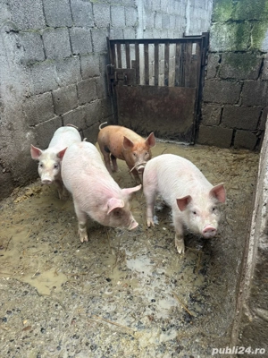 Purcei de vânzare  - imagine 2