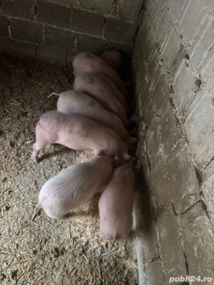 Purcei de vânzare  - imagine 3