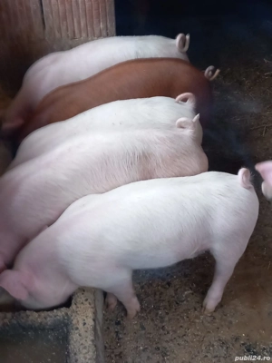 vand purcei  - imagine 2