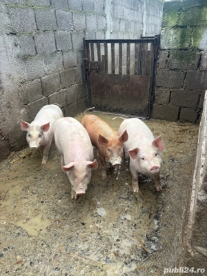 Purcei de vânzare 