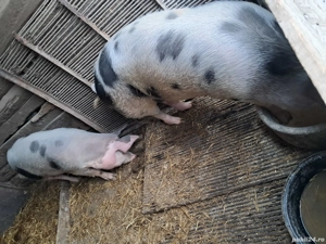 Vând porci  - imagine 3