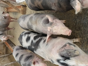 Vând porci  - imagine 2