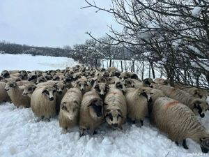 Vând oi țurcane gestante  - imagine 3