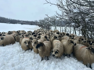 Vând oi țurcane gestante  - imagine 5
