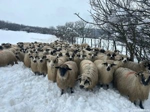 Vând oi țurcane gestante  - imagine 4