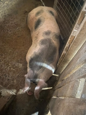 Scroafa vinzare  15 lei kg negociabil  - imagine 3