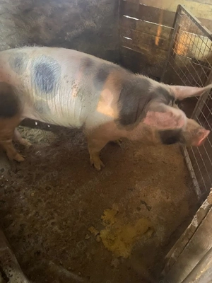 Scroafa vinzare  15 lei kg negociabil  - imagine 2