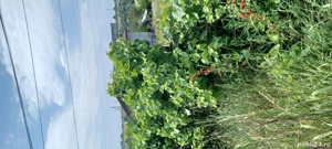 Vând teren  - imagine 3