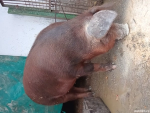 Duroc scrofita duroc metis  - imagine 2