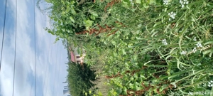 Vând teren  - imagine 4