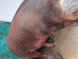 Duroc scrofita duroc metis  - imagine 3