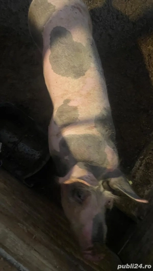 Scrofița de prăsilă de tăiat cum doriți 16 lei kg  - imagine 2