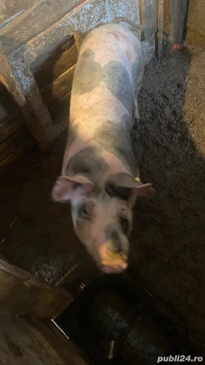 Scrofița de prăsilă de tăiat cum doriți 16 lei kg 
