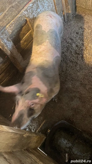 Scrofița de prăsilă de tăiat cum doriți 16 lei kg  - imagine 3