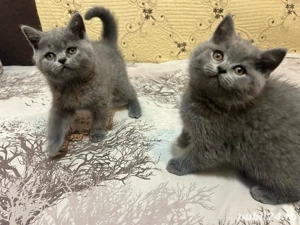 British Shorthair  - imagine 5