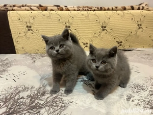 British Shorthair  - imagine 4