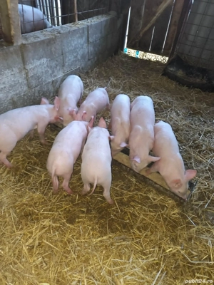 Vand purcei de carne de 10 saptamani foarte frumosi, si mancaciosi, preț 350 bucata  