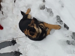 Vând urgent Ciobanesc german  - imagine 4