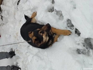 Vând urgent Ciobanesc german  - imagine 2