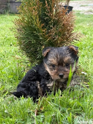  Yorkshire Terrier