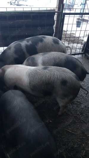 Vand porci - imagine 4