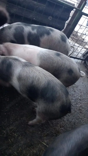 Vand porci - imagine 2