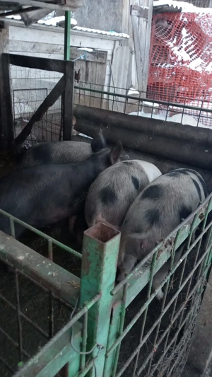 Vand porci - imagine 6