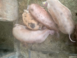 Disponibili 4 purcei de 14 săptămâni  - imagine 3