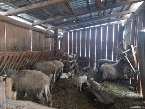 Vând opt oi cu tot cu miei - imagine 2