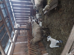 Vând opt oi cu tot cu miei