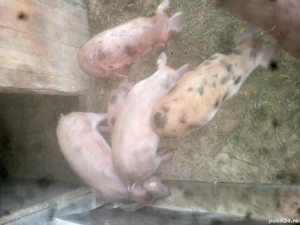 Disponibili 4 purcei de 14 săptămâni  - imagine 2