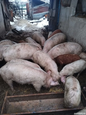 Vând porci 