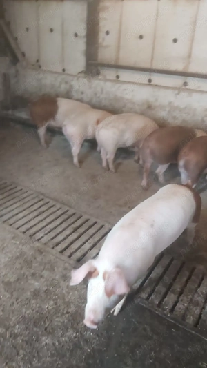 Vând porci ( godinasi ) - imagine 3