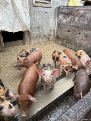 Purcei rasă de carne