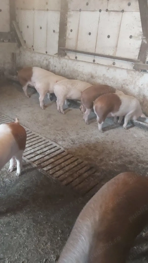 Vând porci ( godinasi )