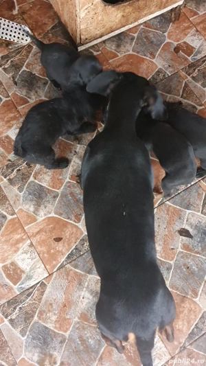 Catei teckel  - imagine 2